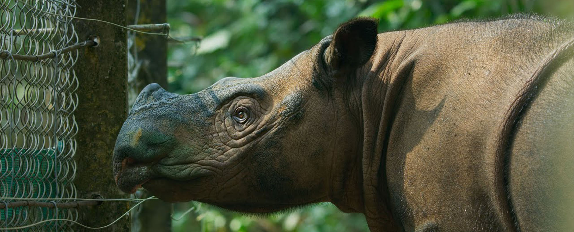 The World s Smallest Rhino is Going Extinct | Seven Worlds, One Planet | BBC Earth