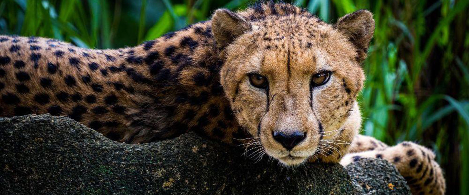 Most Nail-Biting Moments | Top 5 | BBC Earth