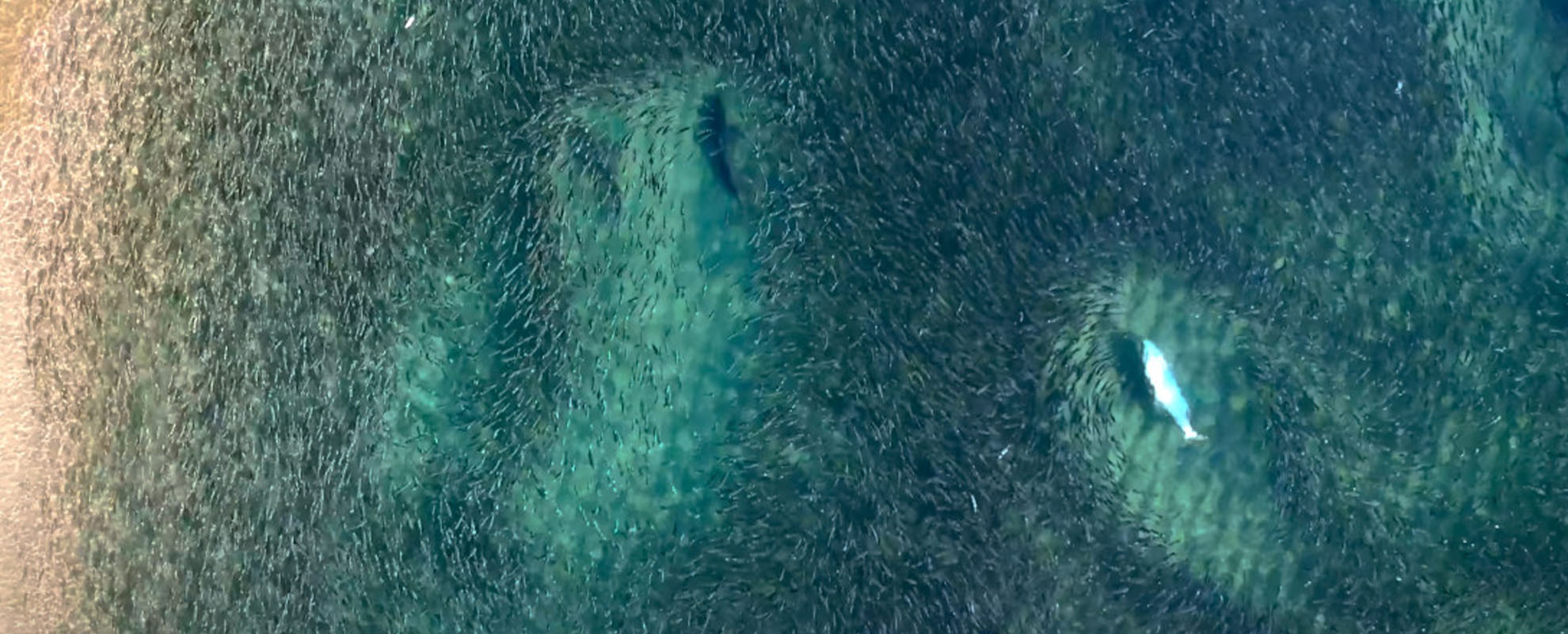 Sharks and Pelicans Feast on Millions of Fish | Seven Worlds, One Planet | BBC Earth